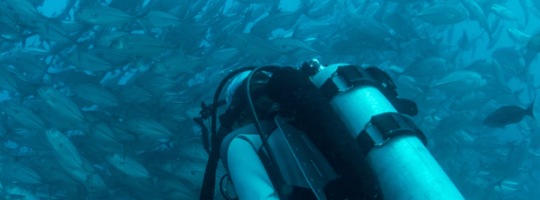 A Scuba Diver With A Huge Swarm Of Fish