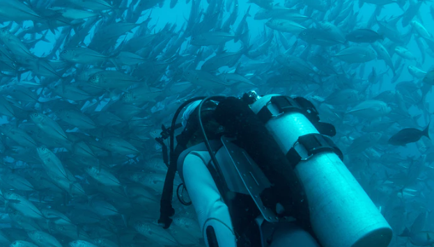 A Scuba Diver With A Huge Swarm Of Fish